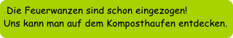 Die Feuerwanzen sind schon eingezogen!
Uns kann man auf dem Komposthaufen entdecken.